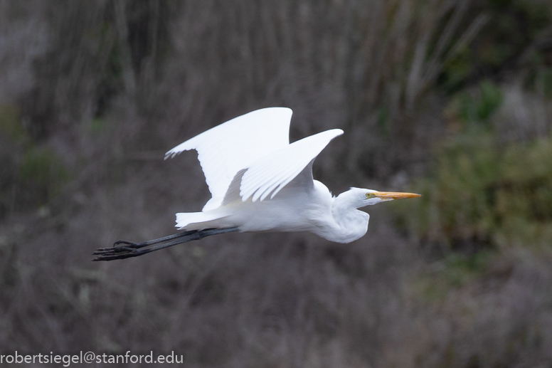 emily renzel wetlands